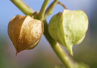菇娘是寒性還是熱性？菇娘是哪里產(chǎn)的