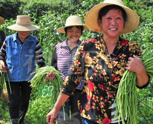 九月份可以種什么蔬菜？九月份適合種植什么蔬菜？