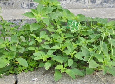 野莧菜有毒嗎？野莧菜怎么吃