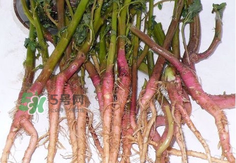 莧菜留根能長么？莧菜根為什么腌制前要水泡一整天
