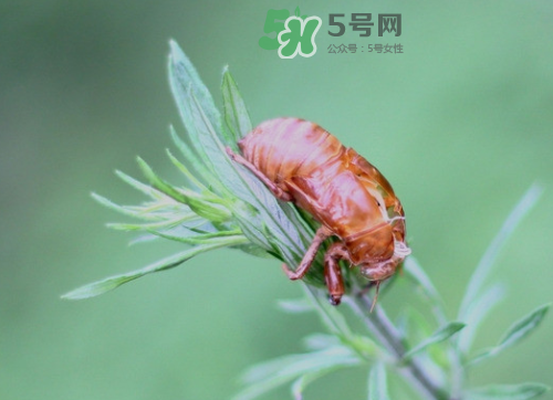 知了殼能治過敏性鼻炎嗎？知了殼可以治過敏性鼻炎嗎？