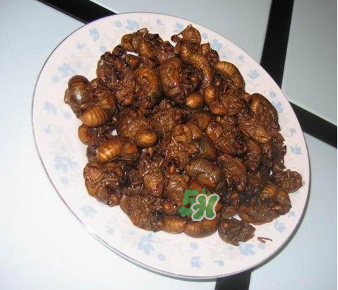 吃金蟬過(guò)敏怎么辦？吃金蟬為什么會(huì)過(guò)敏？