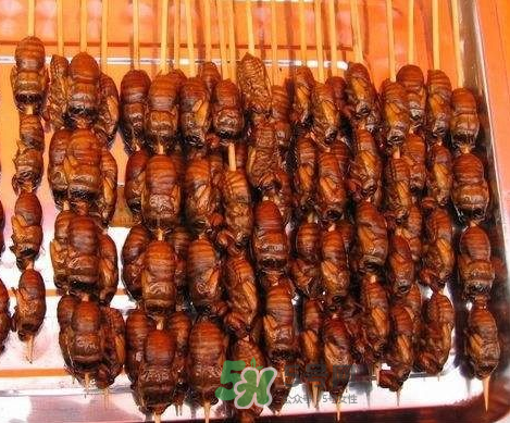 吃金蟬過(guò)敏怎么辦？吃金蟬為什么會(huì)過(guò)敏？