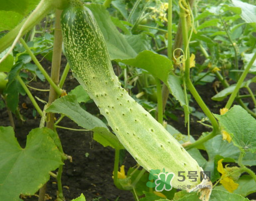 立秋可以種什么菜？立秋后可以種什么菜？