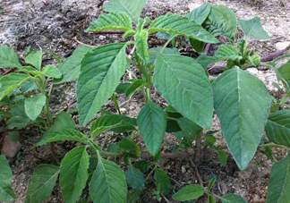 野莧菜孕婦能吃嗎？莧菜和野莧菜的區(qū)別