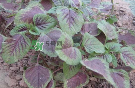 野莧菜有毒嗎？野莧菜怎么吃