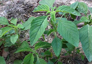 炒野莧菜要焯水嗎？野莧菜和山藥能在一起吃嗎