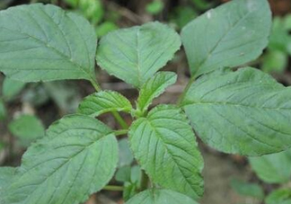 野莧菜有刺嗎？野莧菜和刺莧菜一樣嗎
