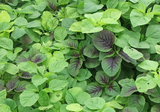 野莧菜有毒嗎？野莧菜怎么吃