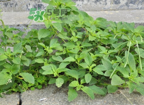 野莧菜怎么做好吃？野莧菜怎么保存