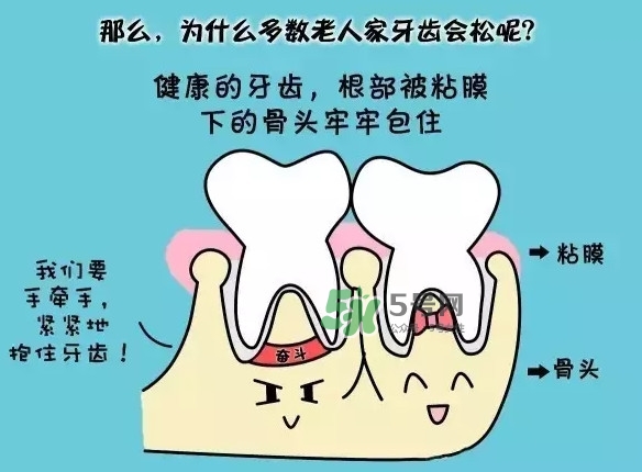 牙齒松動會自己好嗎？牙齒松動會自己掉嗎