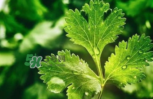 glico香菜百力滋好吃嗎？香菜百力滋多少錢