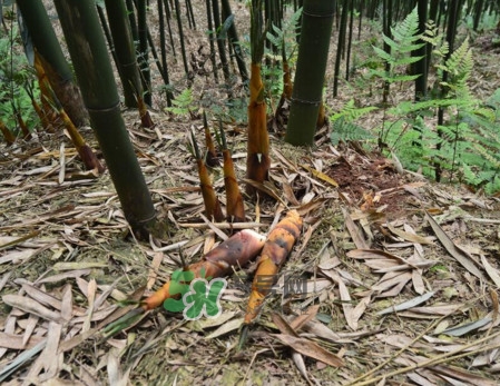 苦筍做法有哪些？苦筍怎么處理才不會(huì)苦