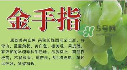 金手指葡萄有籽嗎？金手指葡萄有核嗎