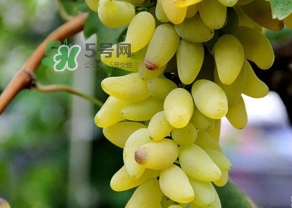 金手指葡萄是不是轉(zhuǎn)基因品種？美人指與金手指葡萄的區(qū)別