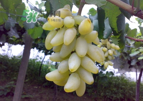 金手指葡萄是不是轉(zhuǎn)基因品種？美人指與金手指葡萄的區(qū)別