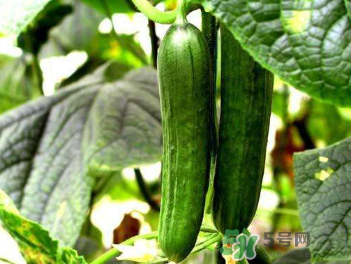 8月份能種黃瓜嗎？八月份能種黃瓜嗎？