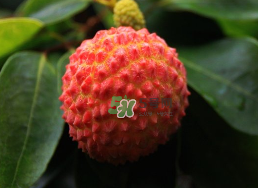 九月份還有荔枝嗎？荔枝幾月份沒(méi)有？