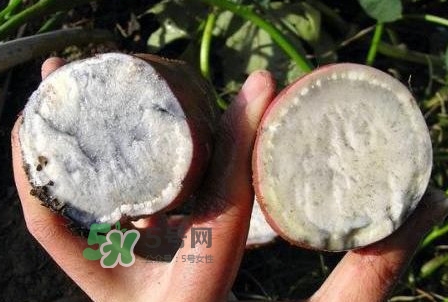 雜交水稻是不是轉(zhuǎn)基因？轉(zhuǎn)基因食品有哪些？