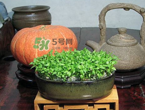 芭樂籽吃了會便秘嗎？芭樂的籽能種嗎