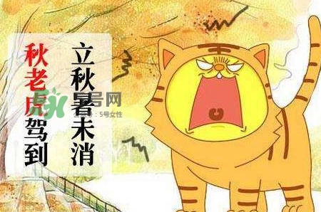 秋老虎熱嗎？末伏熱還是秋老虎熱？