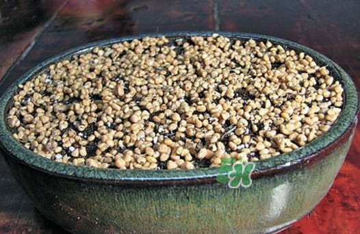芭樂籽吃了會便秘嗎？芭樂的籽能種嗎