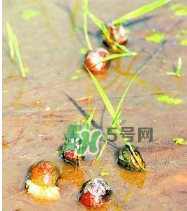 怎么殺死福壽螺寄生蟲？福壽螺寄生蟲怎么去除？