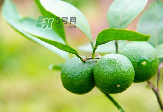 八月份可以吃橘子嗎？八月份的橘子能吃嗎？