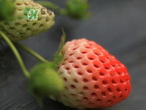 八月份還有草莓嗎？8月份還有草莓嗎？