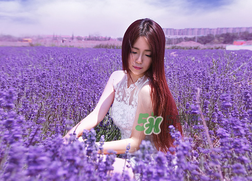 八月份還有薰衣草嗎？8月份還有薰衣草嗎？