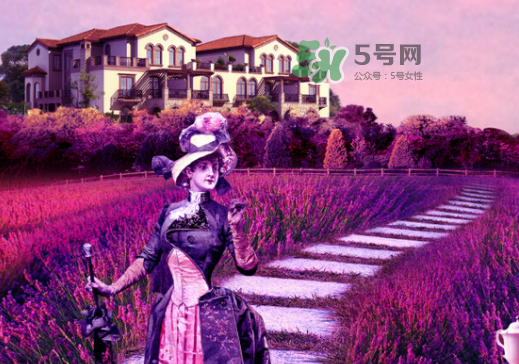 八月份還有薰衣草嗎？8月份還有薰衣草嗎？