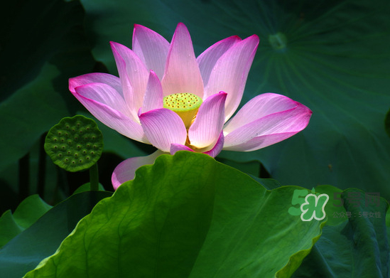 八月份還有荷花嗎？8月份還有荷花嗎？