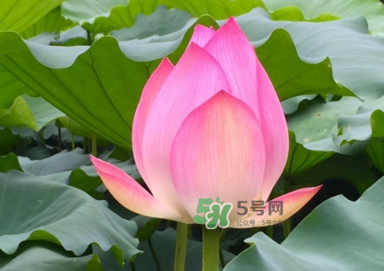 八月份還有荷花嗎？8月份還有荷花嗎？