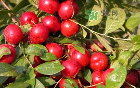 鈣果怎么吃？鈣果食用方法