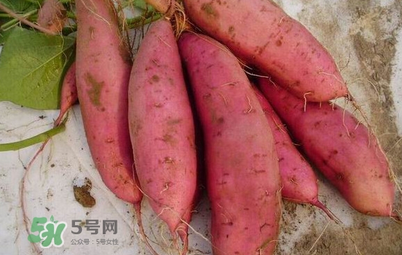 紅薯什么時(shí)候成熟？紅薯什么時(shí)候吃最好