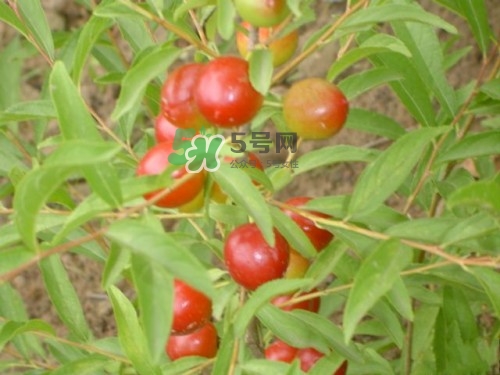 鈣果什么味道？鈣果好吃嗎？