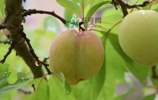 奈李是什么水果？奈李為什么會空心