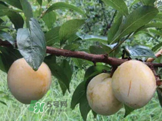 奈李不能和什么一起吃？奈李的禁忌