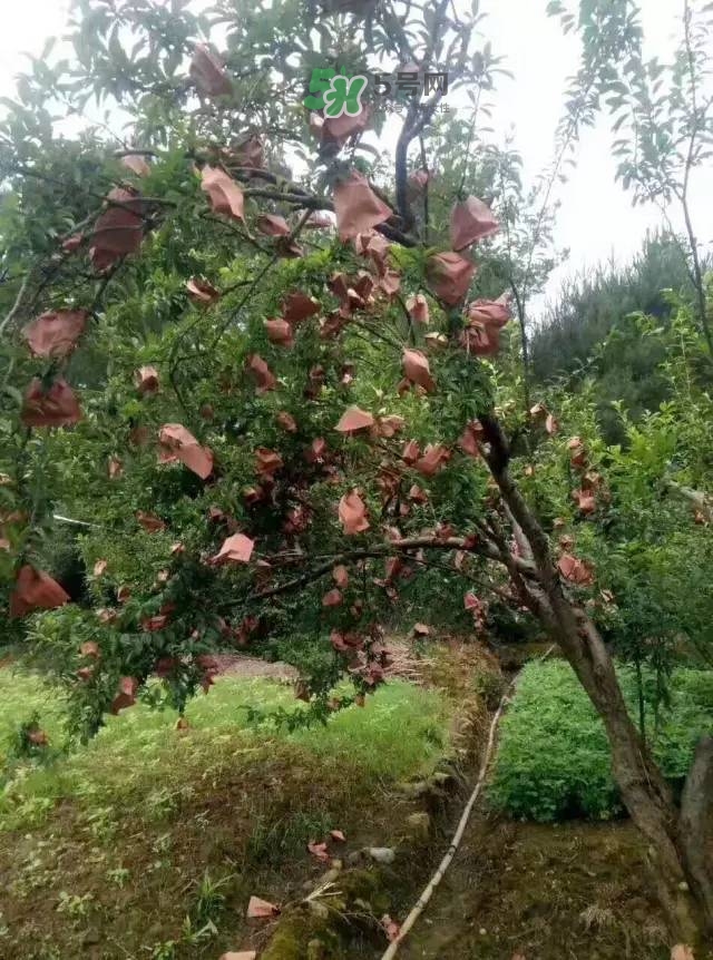 奈李是什么水果？奈李為什么會空心