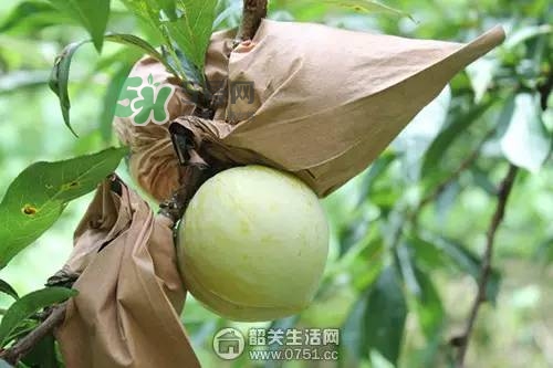 奈李是什么水果？奈李為什么會空心
