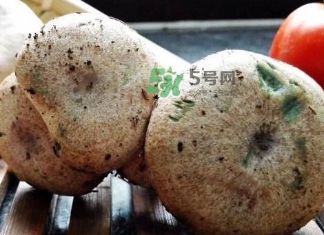 松乳菇真的好吃嗎？松乳菇哪里能吃到