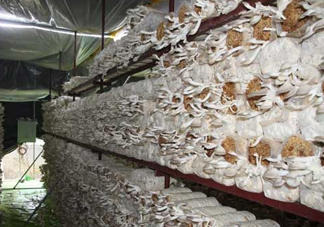 秀珍菇什么品種好？一萬(wàn)袋秀珍菇要多少成本