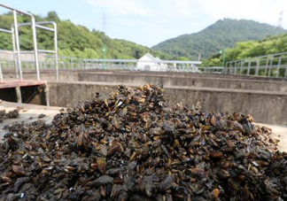 海瓜子多少錢一斤？西湖撈起的海瓜子能吃嗎
