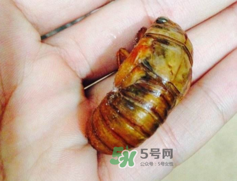 知了猴可以煮著吃嗎？知了猴怎么煮？