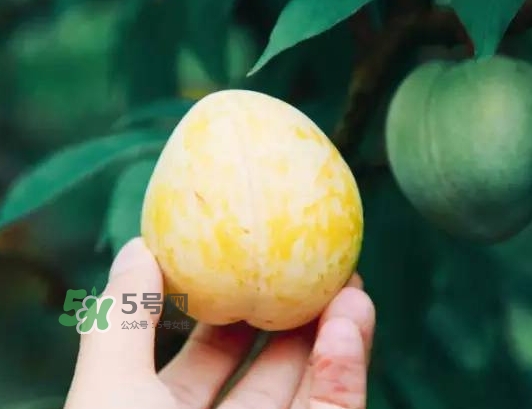 奈李怎么挑？奈李怎么挑選
