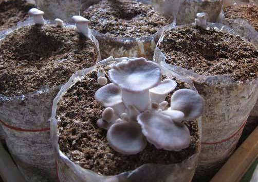 秀珍菇什么品種好？一萬袋秀珍菇要多少成本
