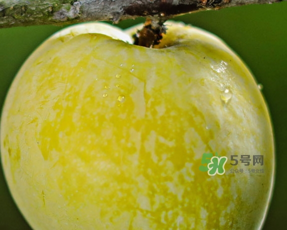 黃金奈李什么時(shí)候成熟？黃金奈李孕婦可以吃嗎