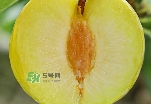 黃金奈李什么時(shí)候成熟？黃金奈李孕婦可以吃嗎