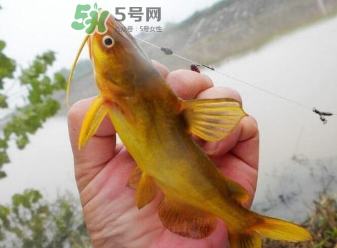 黃刺魚(yú)多少錢(qián)一斤？野生黃刺魚(yú)多少錢(qián)一斤