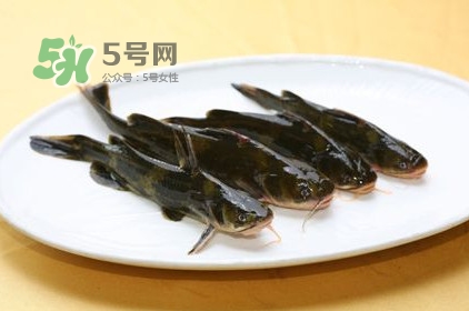 黃刺魚(yú)多少錢(qián)一斤？野生黃刺魚(yú)多少錢(qián)一斤